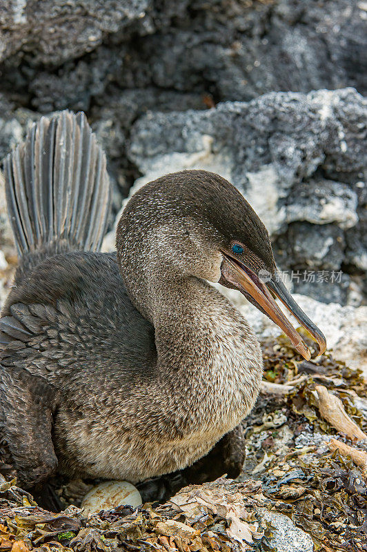 筑巢的加拉帕戈斯群岛不会飞的鸬鹚，harrisi Phalacrocorax, Nannopterum harrisi, Punta Espinosa，费尔南迪纳岛，加拉帕戈斯群岛。蛋在窝里。